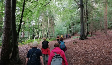 Wanderer auf einem Waldweg