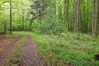 Waldweg - Copyright: Ev. Frauenwerk