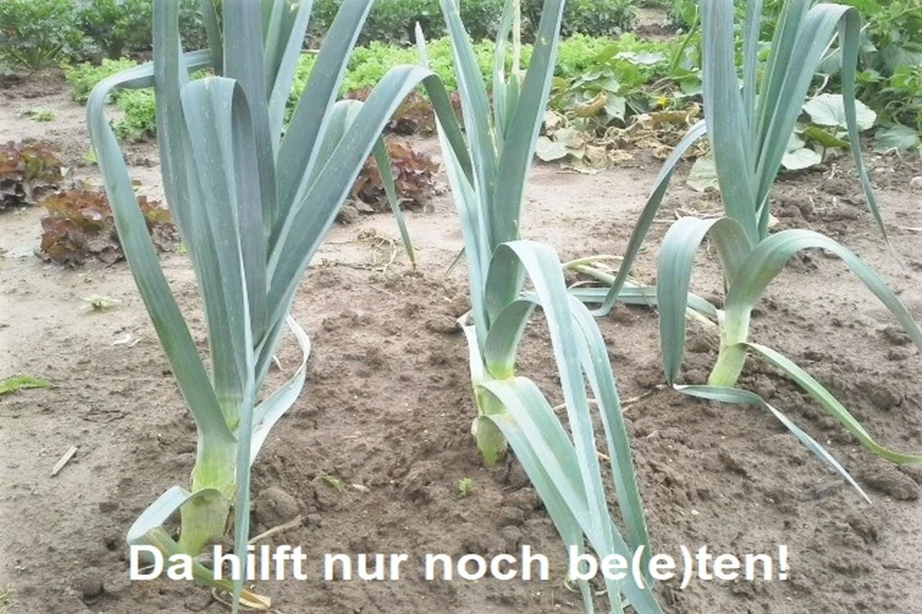 Porreepflanzen im Gartenbeet