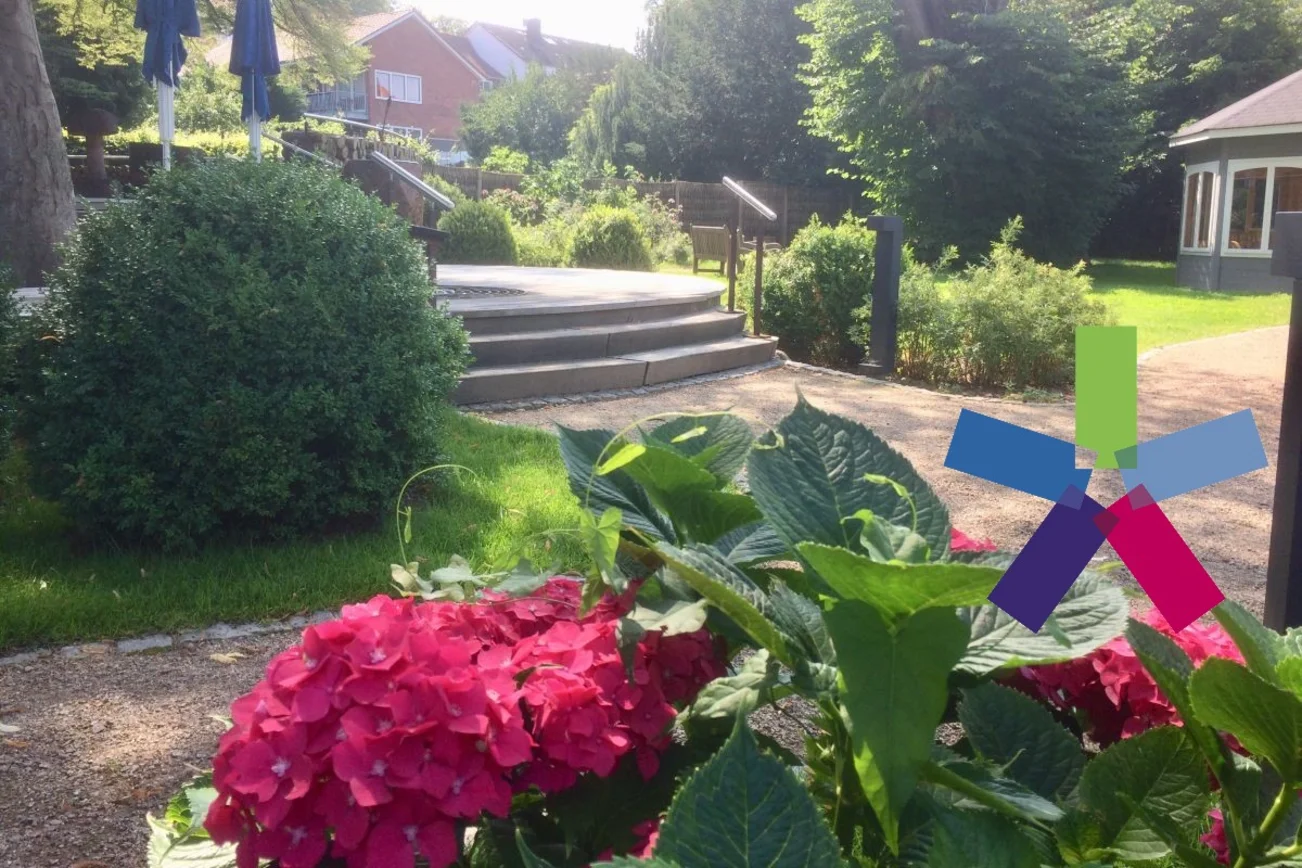 blühende Hortensie im Garten am frischen Wasser