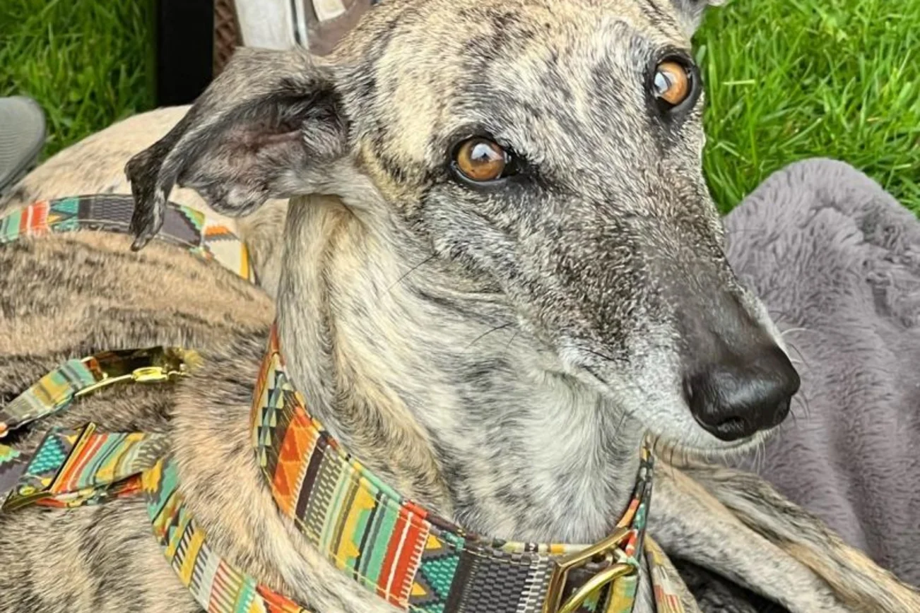 Hund blickt in die Kamera