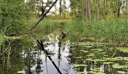 Wasser umrahmt von Sträuchern