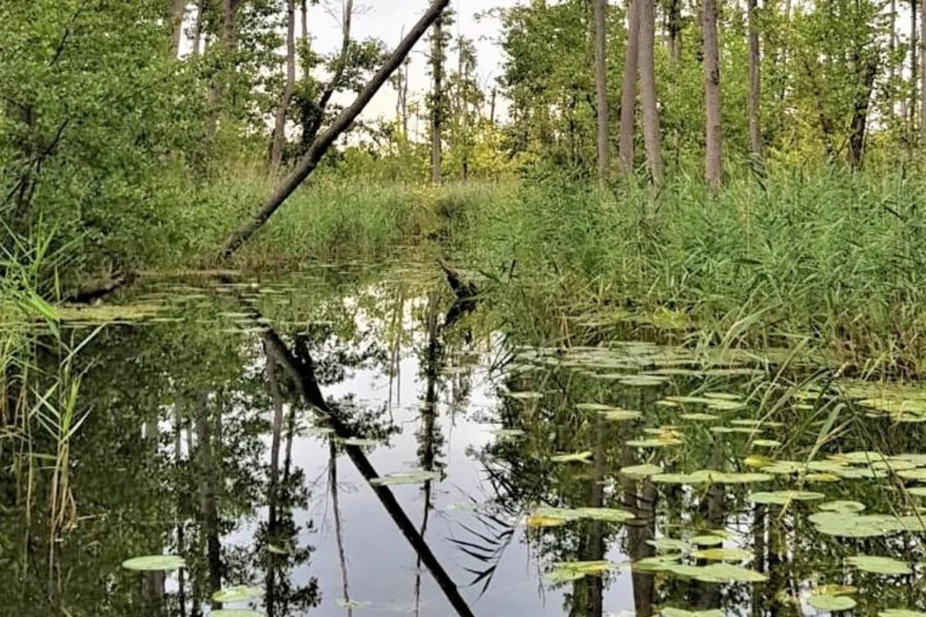Wasser umrahmt von Sträuchern